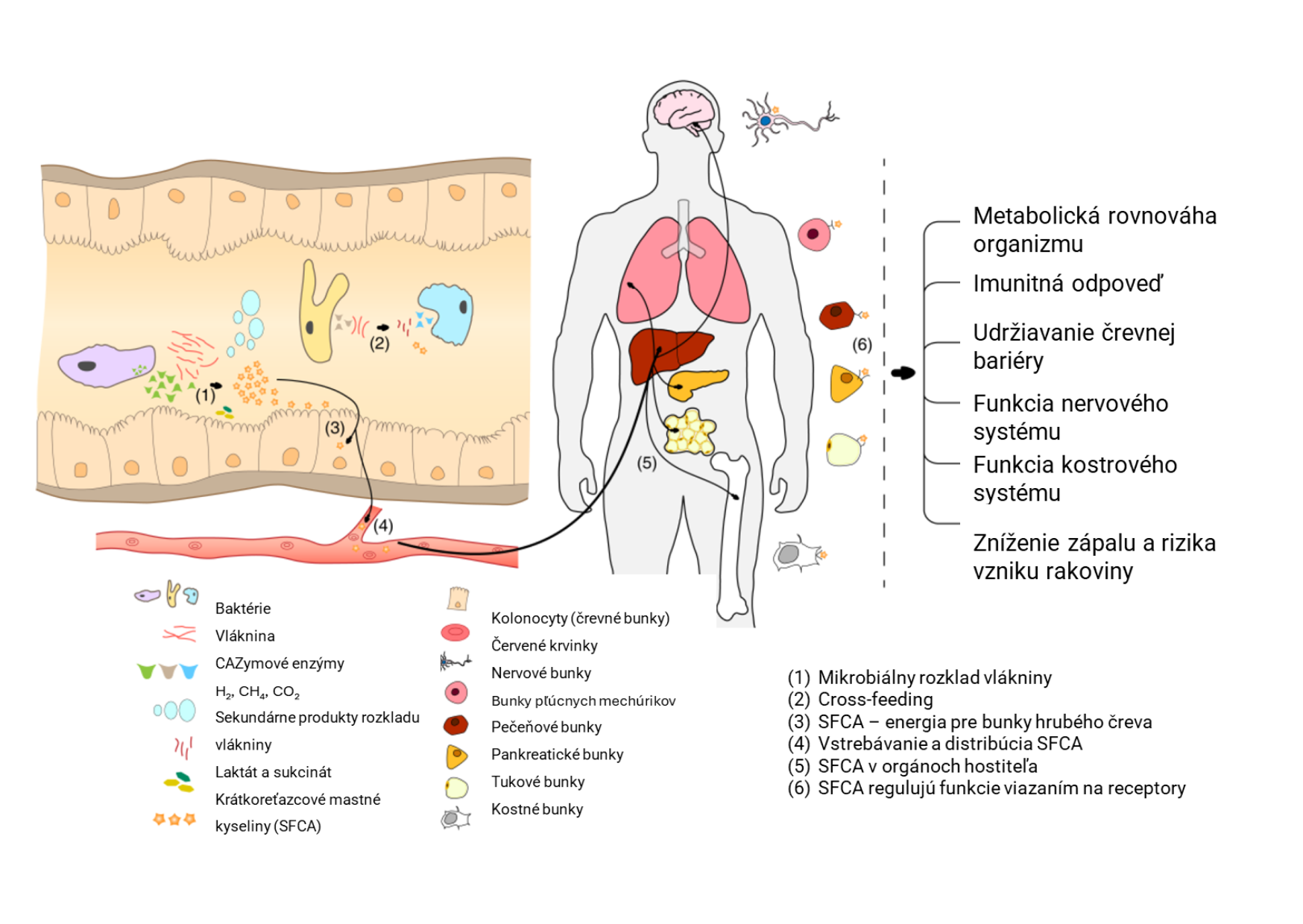 Fermentácia vlákniny