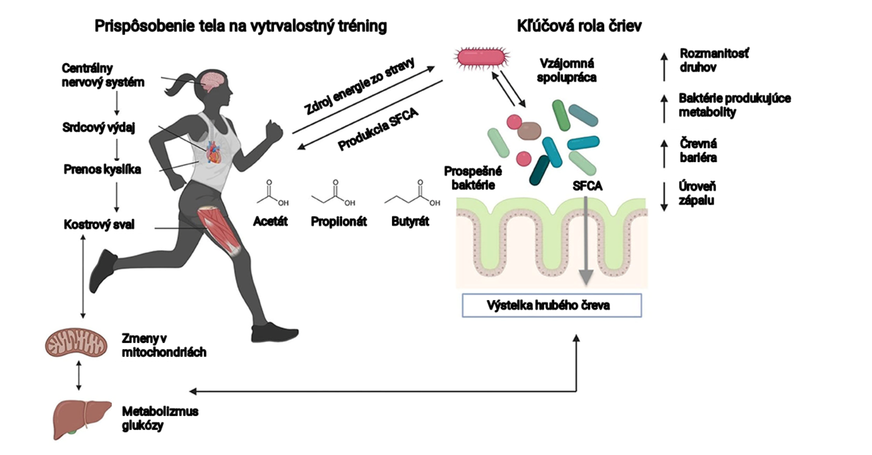 Ako ovplyvňuje črevný mikrobióm váš tréning?