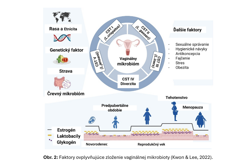 nfografika zobrazujúca zmeny vaginálneho mikrobiómu v rôznych fázach života ženy – puberta, reprodukčné obdobie, menopauza